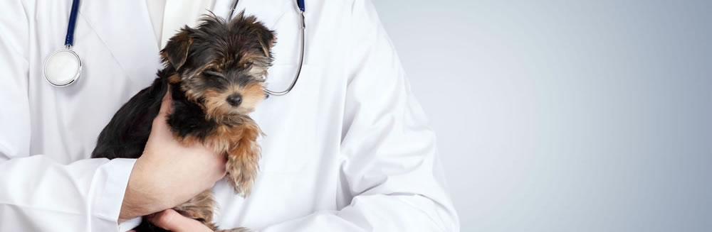 I 5 sintomi dei parassiti intestinali nel cane