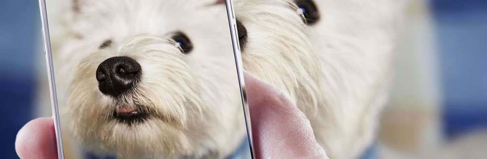 Il tuo cane in posa per il calendario Ugopiadi 2017