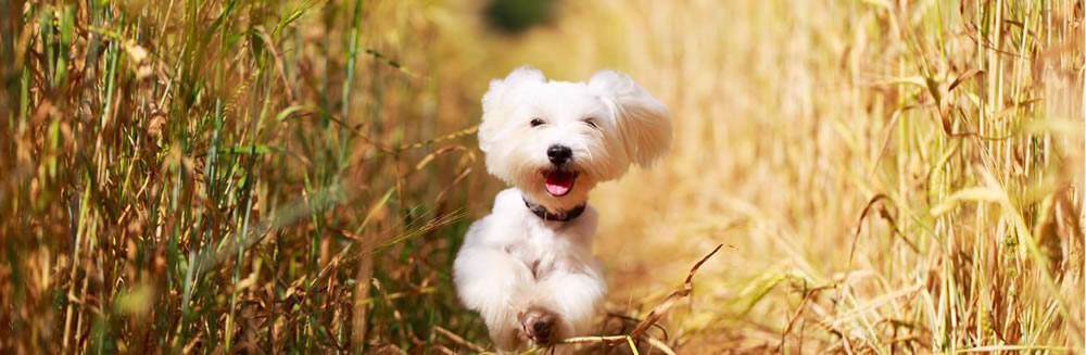 Come lo chiamiamo il nostro cucciolo?
