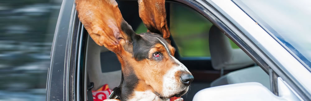 I 3 alert delle otiti nel cane