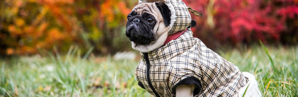 Al tuo cane piace la pioggia?