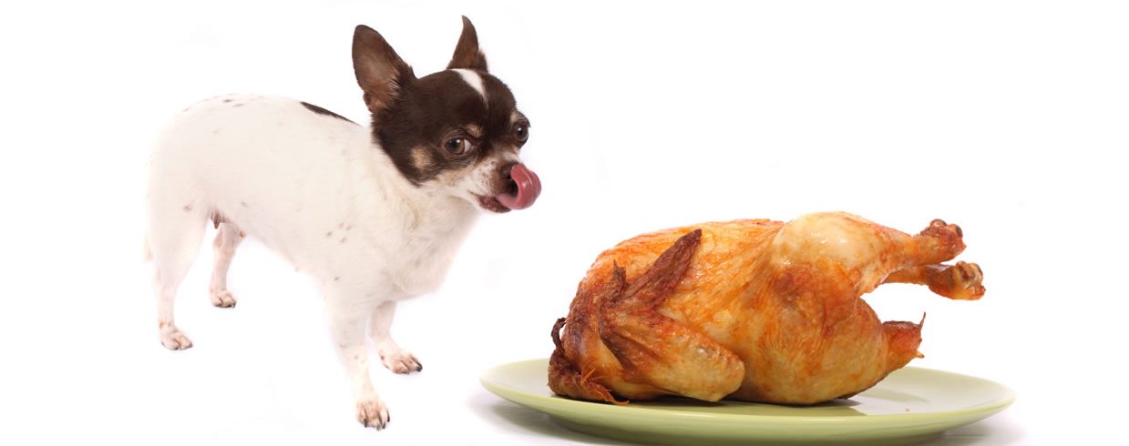 La dieta equilibrata per il tuo cane