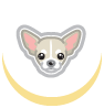 Ugopiadi Chihuahua