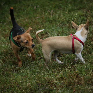 Chihuapiadi-2016-Le-Olimpiadi-del-cane-Chihuahua-0-5