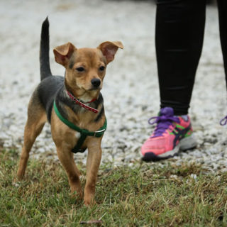 Chihuapiadi-2016-Le-Olimpiadi-del-cane-Chihuahua-0-6