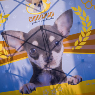 Ugopiadi 2016 [chihuahua] - Teaser