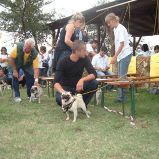 Ugopiadi 2004 - Le olimpiadi del cane carlino 004