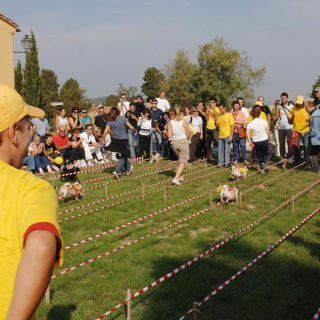 Ugopiadi 2005 - Le olimpiadi del cane carlino 007