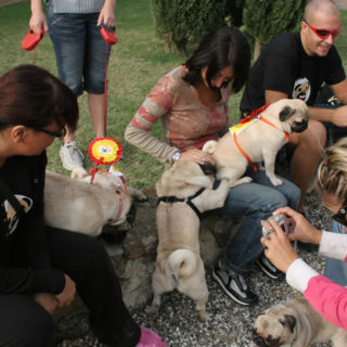 Ugopiadi-2006-I-giochi-del-cane-carlino-008