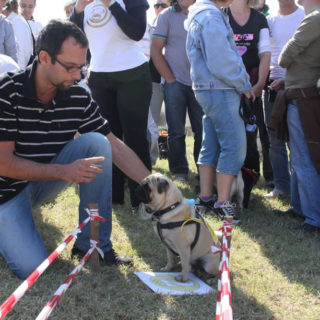 Ugopiadi-2008-I-giochi-del-cane-carlino-002