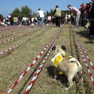 Ugopiadi-2008-I-giochi-del-cane-carlino-003