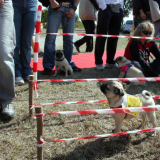 Ugopiadi-2008-I-giochi-del-cane-carlino-004