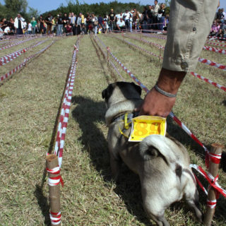 Ugopiadi-2008-I-giochi-del-cane-carlino-006