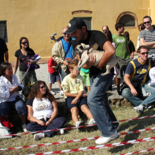 Ugopiadi-2008-I-giochi-del-cane-carlino-007