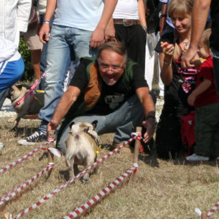 Ugopiadi-2008-I-giochi-del-cane-carlino-009