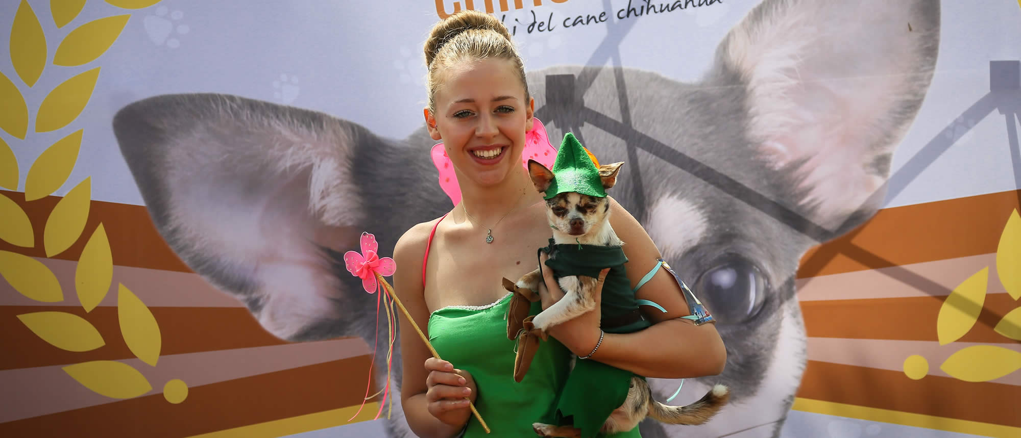 ugopiadi_cane_chihuahua_2