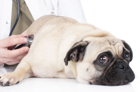 Centro Veterinario S. Matteo alle Ugopiadi 2023