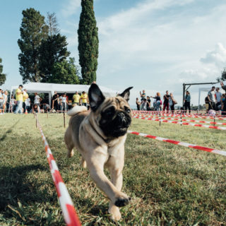 Ugopiadi 2018 - Le Olimpiadi del cane carlino - Foto Ciriello - 002