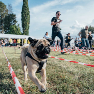 Ugopiadi 2018 - Le Olimpiadi del cane carlino - Foto Ciriello - 006