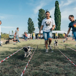 Ugopiadi 2018 - Le Olimpiadi del cane carlino - Foto Ciriello - 010