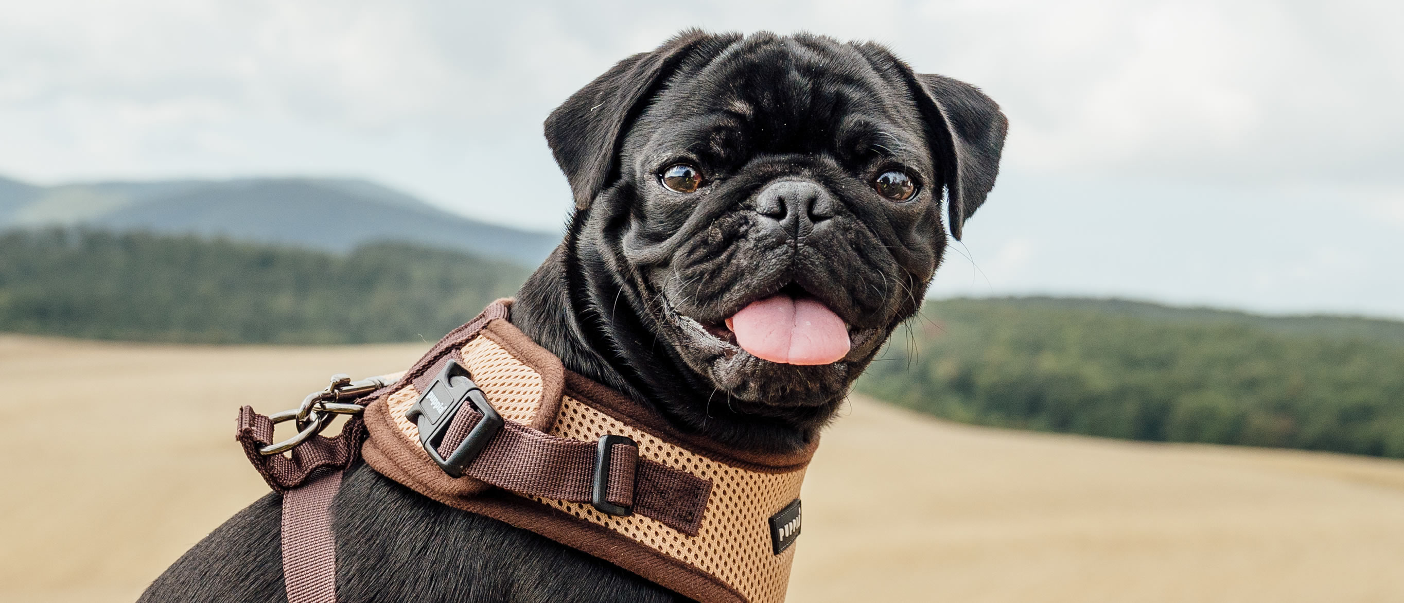 Ugopiadi 2019 - Le Olimpiadi del cane carlino