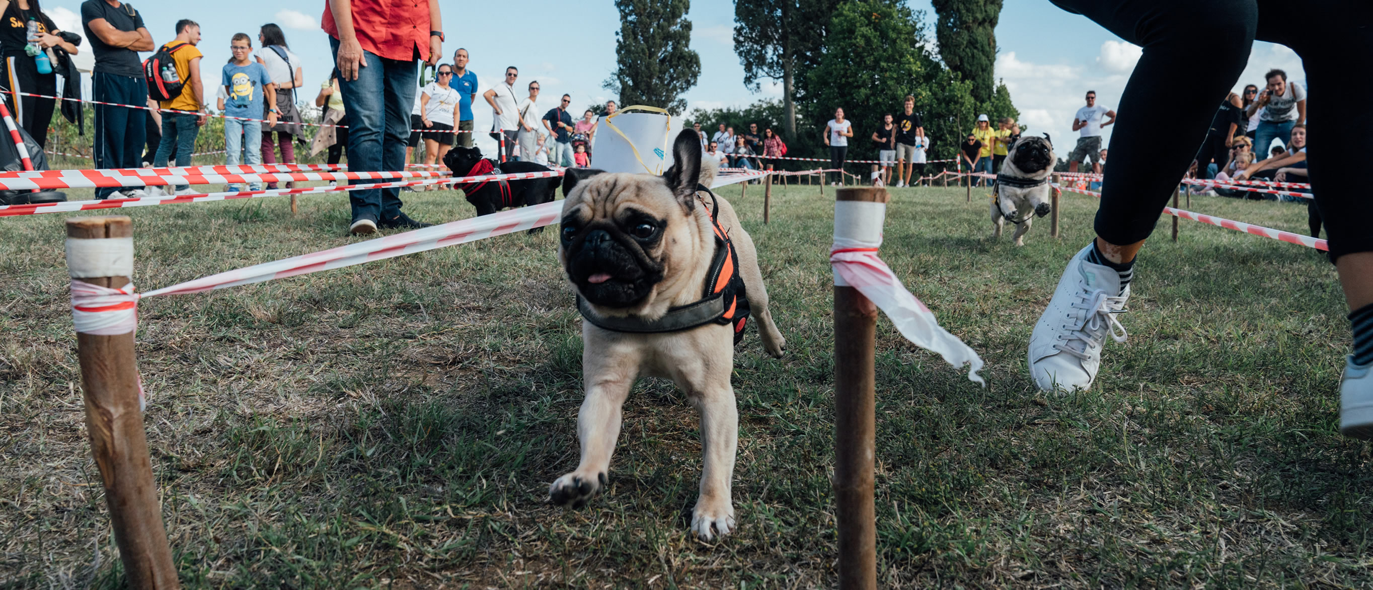 Ugopiadi 2019 - Le Olimpiadi del cane carlino