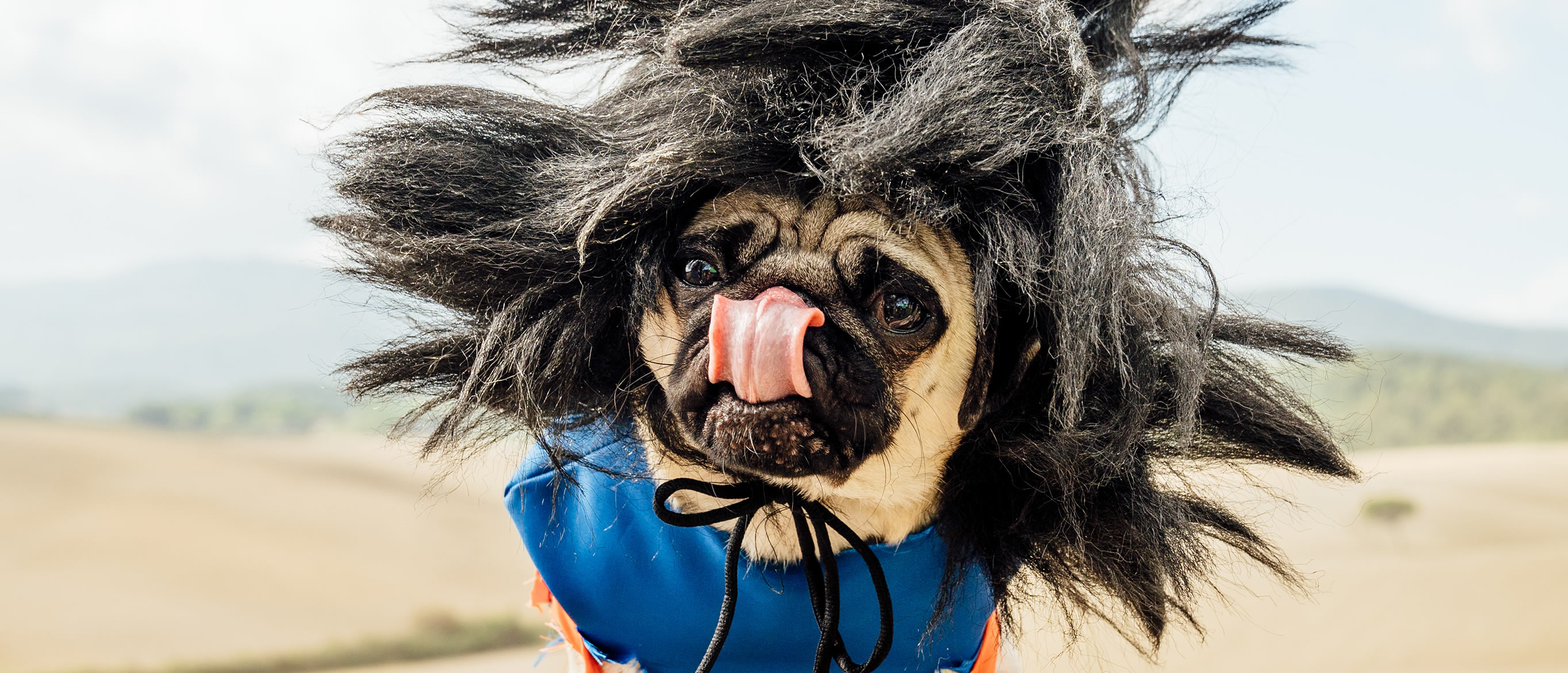 Ugopiadi 2019 - Le Olimpiadi del cane carlino