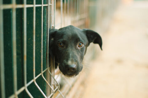 Alle Ugopiadi porta scatolette per i cani del canile