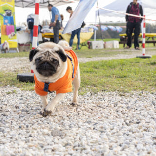 Ugopiadi - Le Olimpiadi del cane carlino - 001