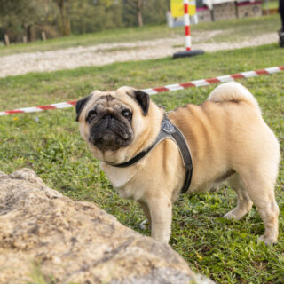 Ugopiadi - Le Olimpiadi del cane carlino - 002