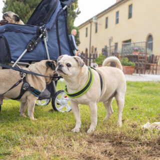 Ugopiadi - Le Olimpiadi del cane carlino - 004