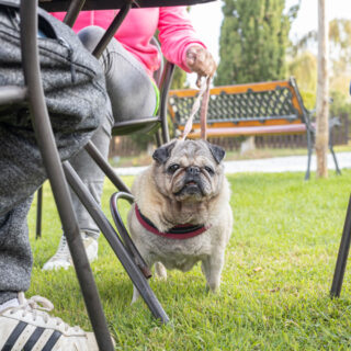 Ugopiadi - Le Olimpiadi del cane carlino - 005
