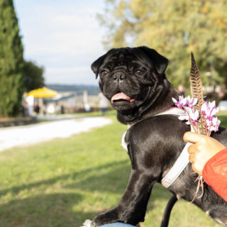 Ugopiadi - Le Olimpiadi del cane carlino - 007