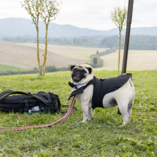 Ugopiadi - Le Olimpiadi del cane carlino - 009