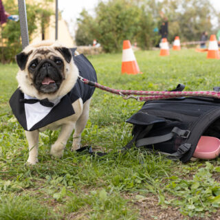 Ugopiadi - Le Olimpiadi del cane carlino - 010
