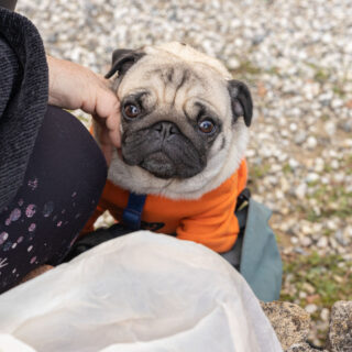 Ugopiadi - Le Olimpiadi del cane carlino - 011