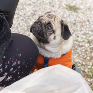 Ugopiadi - Le Olimpiadi del cane carlino - 012