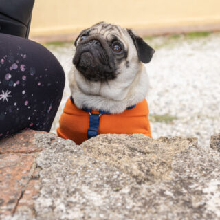 Ugopiadi - Le Olimpiadi del cane carlino - 013
